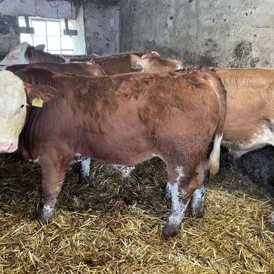 Fleckvieh, Fleckviehfleisch Bullen Absetzer