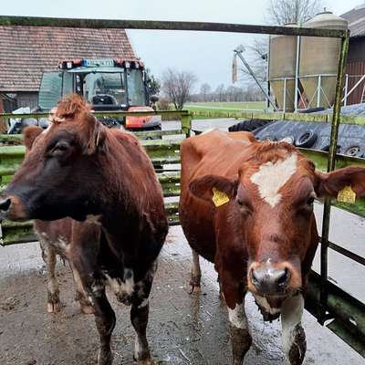 Tragende Rinder / Färsen Holstein Rotbunt