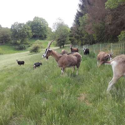 kleine Herde weibl. Thüringerwaldziegen abzugeben, auch einzelne Tiere