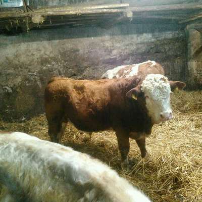 Fleckvieh Bullenabsetzer
