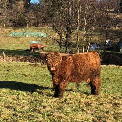 körfähige Highland Cattle Jungbullen zu verkaufen 