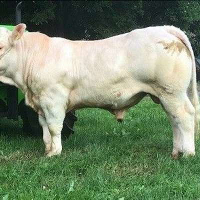 charolais HB Biojungbullen
