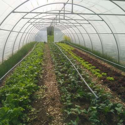 NEUWARE Casado Folientunnel Gewächshaus 24m x 6 m Wandertunnel + extra Verstrebungen und Zubehör