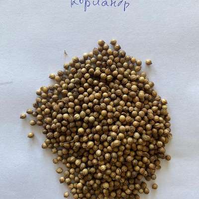 Koriander Samen / Coriander seeds