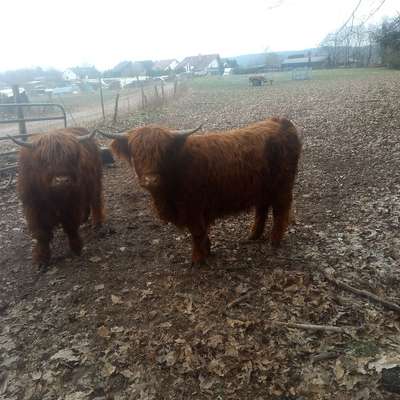 Highland cattle Färsen 