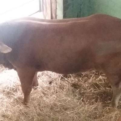 Limousin Deckbulle  PP Homozygot 