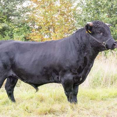 Fleischrindpointierter Jungbulle