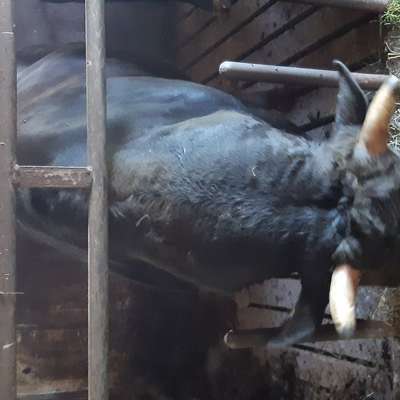 Wagyu Schlachtbullen zu verkaufen