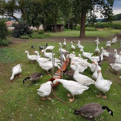 Weihnachtsgans/ Martinsgans/ Ente/ Gans/ Freilandhaltung/