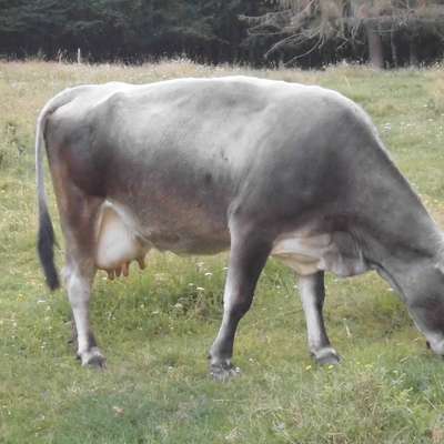Bestandsauflösung Tiroler Grauvieh
