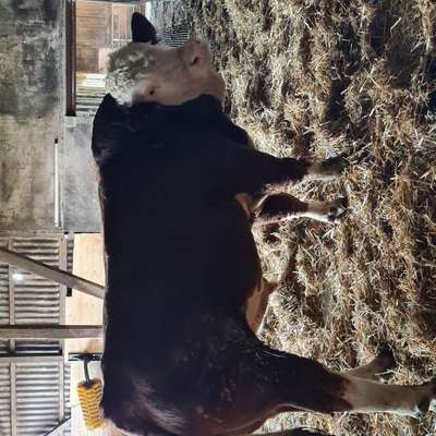 Fleckvieh Simmental Herdbuchbulle