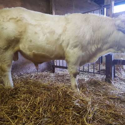 Homozygoter herdbuchfähiger Jungbulle zu verkaufen