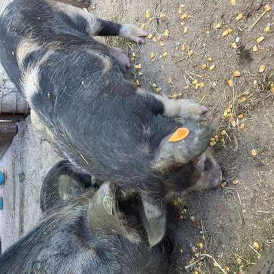 Kune Kune Ferkel zu verkaufen