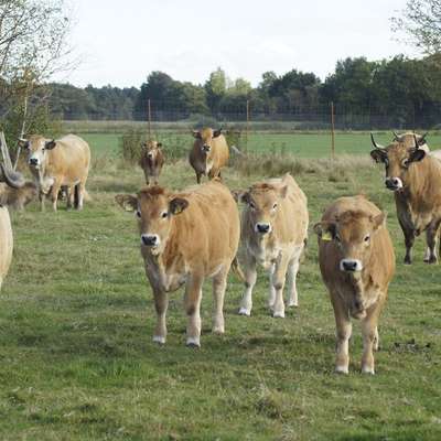 Aubrac Absetzer, männlich und weiblich, Öko-Status