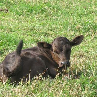 Wagyu Rinder