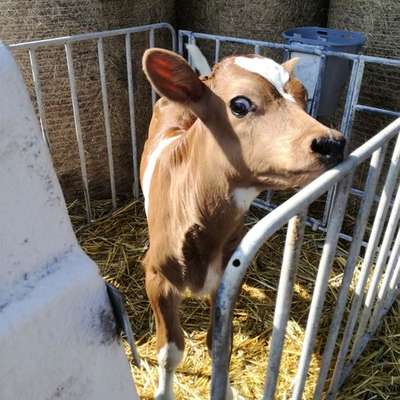 Verkaufe Bullenkalb Jersey xHolstein rbt