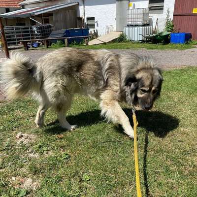 3 Herdenschutzhunde Sarplaninac