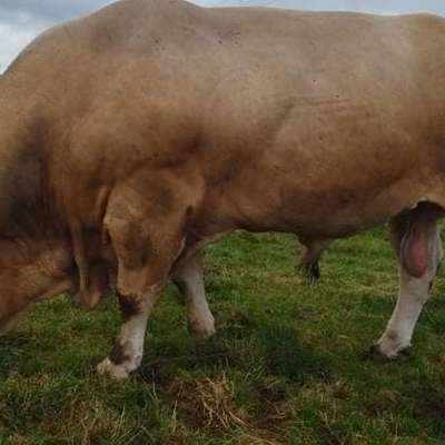 Wir bieten Rinder der exclusiven Rasse Blonde d'Aquitaine 