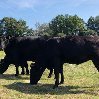Wagyu F1 Kreuzung zu verkaufen (Rheingau-Taunus-Kreis) 