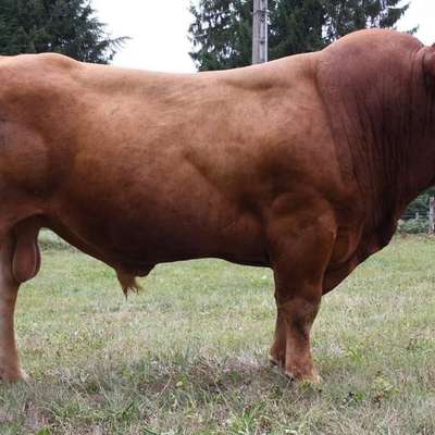 Limousinzucht  Herdbuch Bulle
