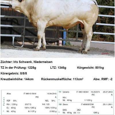 geprüfte Piemonteser Zuchtbullen