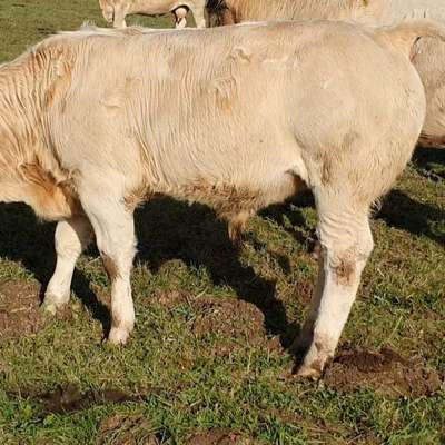 BLONDE D AQUITAINE  Absetzer
