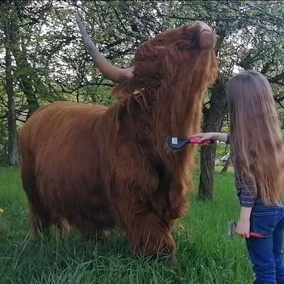 Highland Cattle, Bulle, Hochlandrind