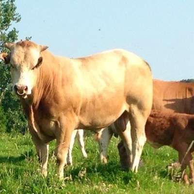 Suche Deckbullen Fleischrasse Limousin Charolais Blonde Blauweis