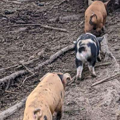 Schweine aus robuster Freilandhaltung 