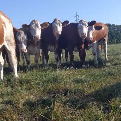 50 tragende FV/Uckermärker Färsen EU Bio Jan.-April kalbend