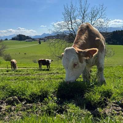 Suche Bio- Absetzer / Fresser / Kälber