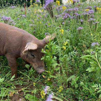 Öko-Ferkel und Schlachtschweine Bentheimer Duroc Sattelschwein