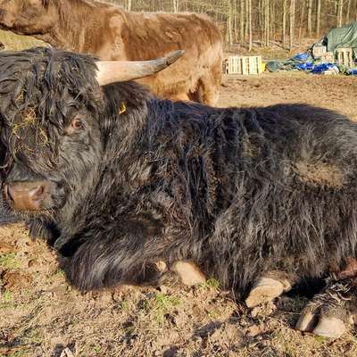 Schottisch Hochland Highland Cattle Jungbulle