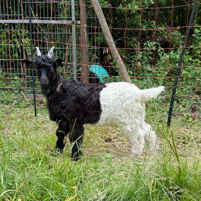 Walliser Ziegen Böckchen Schwarz und Kupfer 