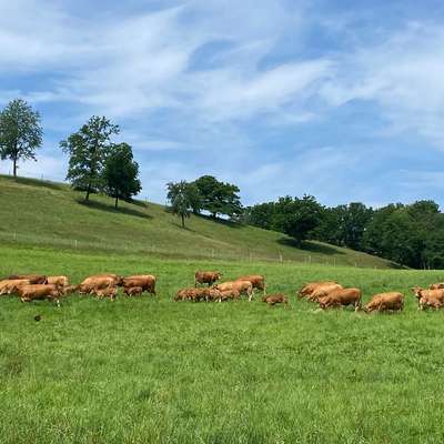 Limousin Bestandsverkleinerung