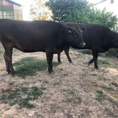 Fullblood Wagyu Kühe tragend zu verkaufen