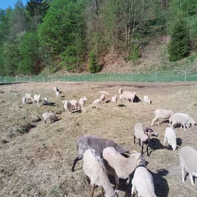 Heidschnucken 