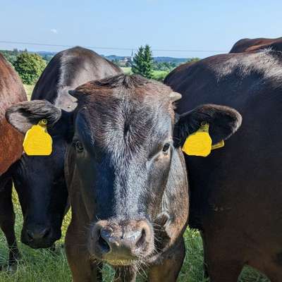 Wagyú-Kreuzungen zu verkaufen