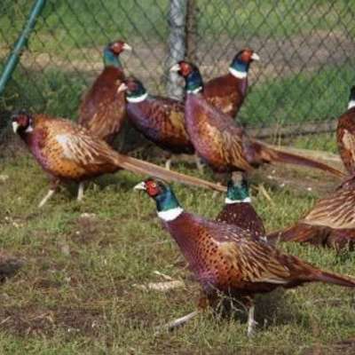 Jagdfasanen