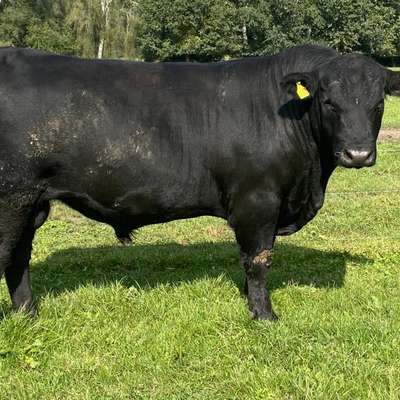 Aberdeen Angus Zuchtbullen
