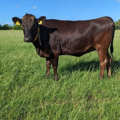 Wagyu Jungrinder Fullblood 