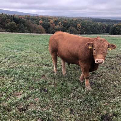Limousin Deckbullen 