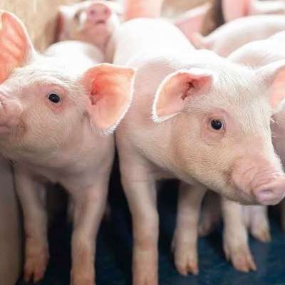Ferkel zuverkaufen
