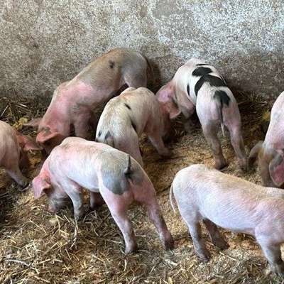 Ferkel aus Freilandhaltung