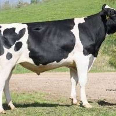Bullen Zuchtbullen Holstein Friesian schwarzbunt, rotbunt
