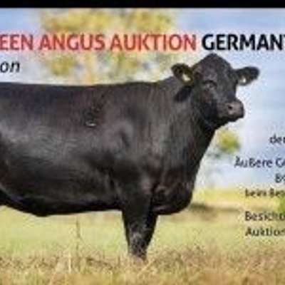 8. Aberdeen-Angus Auktion