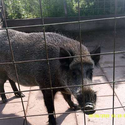 Wildschweinkeiler 