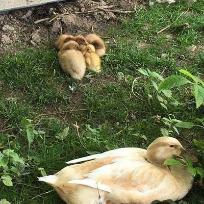Enten, Erpel, Orpington