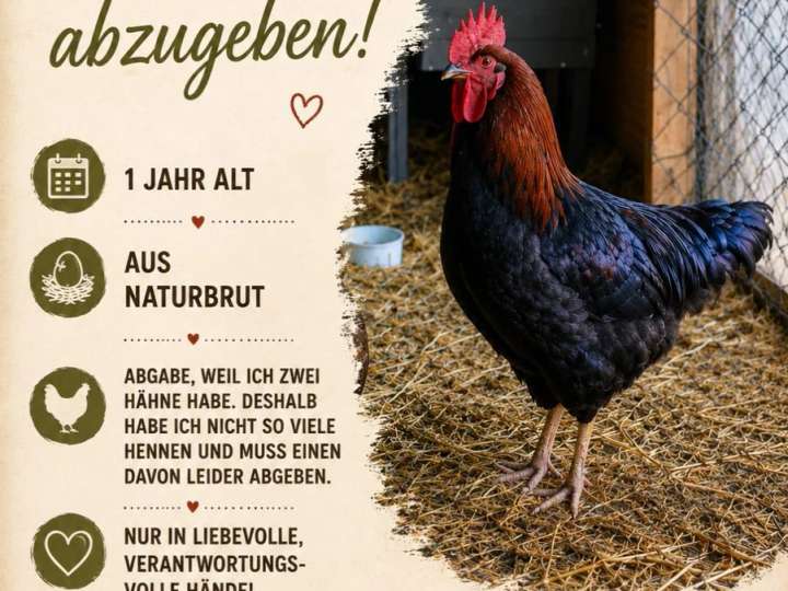 Hahn aus Naturbrut