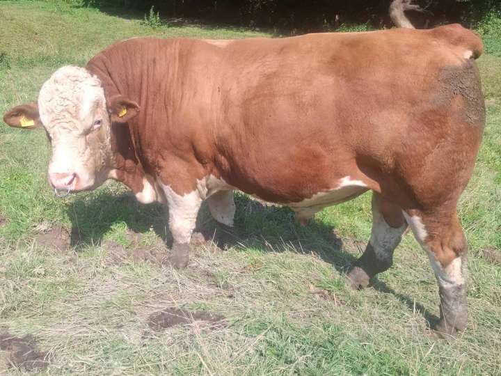 Deckbulle Fleckvieh Fleisch